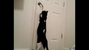 Cat Learned To Open The Door