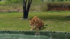 Lioness Attacks