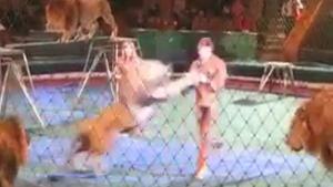 Lion Attacks Trainer In Circus Show