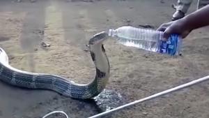 Thirsty Cobra Having A Drink