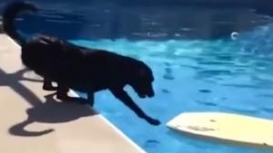 Clever Dog Hates Water