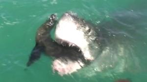 Don't Play With Great White Sharks