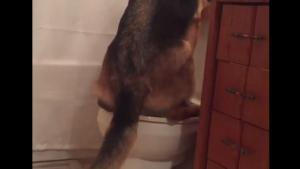 Toilet Trained Dog