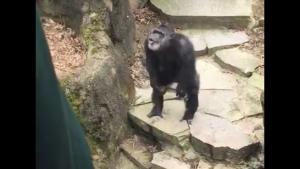 Chimp Gives Grandma Unpleasant Surprise