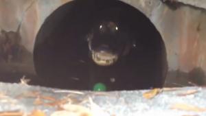 Alligator Stuck In Sewer