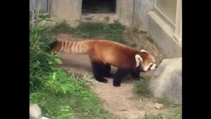 Red Panda Startled By Rock