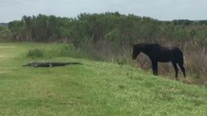 Horse Attacks Alligator