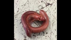 Mating Millipedes