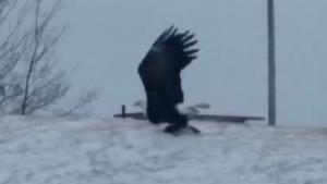 Eagle Flies Off With Cat For Dinner