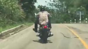 Snake Attaks Motorcyclist