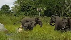 Crocodile Bites Baby Elephant In Trunk