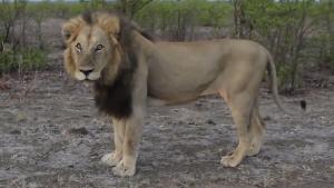 Asian Lion Shows His Teeth