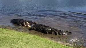 Gators Fighting Over Female