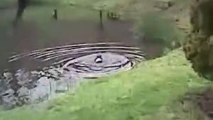 Cop Rescues Drowning Toddler