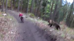 Bear Chasing BMX Rider
