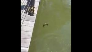 Brave Ducklings Follow Mother