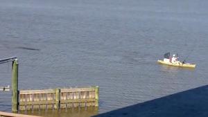 Hungry Alligator Chasing Kayaker