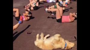 Dog Joins Workout