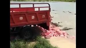 Feeding The Crocs