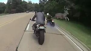 Buck Takes Out Biker