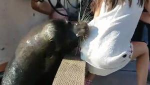 Sea Lion Fancies Some Chinese Food