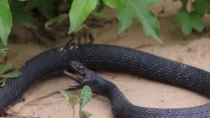 Snake Regurgitates Other Snake