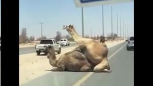 Horny Camels Causing Traffic Jam