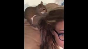 Squirrel Hiding Food In Girl's Hair
