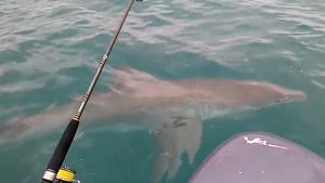 Great White Shark Rocks Small Boat