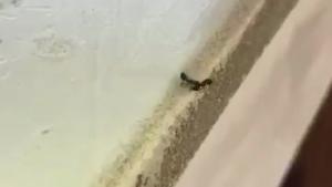 Ant Throws Buddy From Table Top