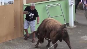 Dumb Grandpa Vs Wild Bull