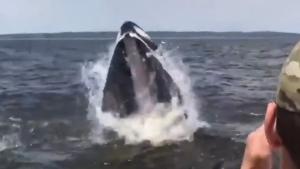 Humpback Whale Rocks The Boat