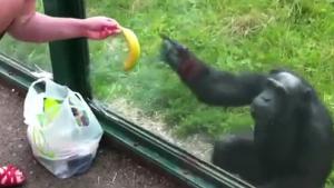 Thirsty Monkey Turns Out To Be Smart