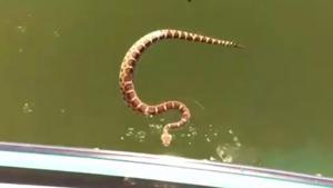 Poisonous Snake Chases Boat