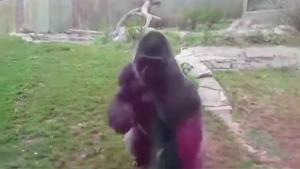 Angry Gorilla Cracks The Glass