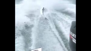 Shark Dragged Behind Speedboat