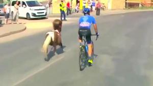 Pony Joins Cyclists Race