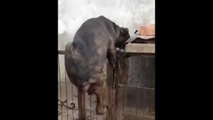 Dog Castrates Himself