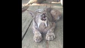 Growling Lynx Scares Everyone Away