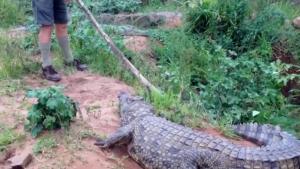 Crocodile Attacks Annoying Old Man