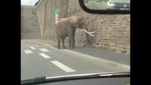 Elephants Going For A Walk