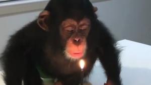 Baby Monkey Blows Out Candle