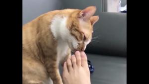 Toe Sniffing Pussy Turns Into Zombie