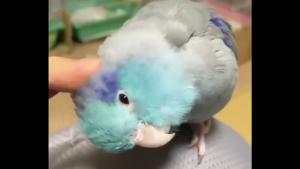 Baby Bird Likes Massage