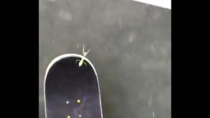Mantis Commits Suicide