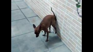 Dirty Dog With Gravity Defying Skills