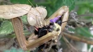 Praying Mantis Eating Bee
