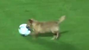 Playful Doggy Ruins Football Match