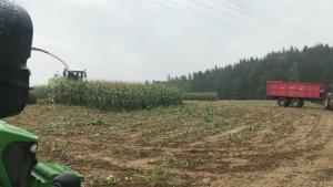 Corn Harvest With Surprise