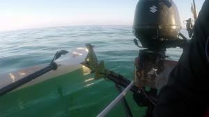 Iguana Saved From Open Sea